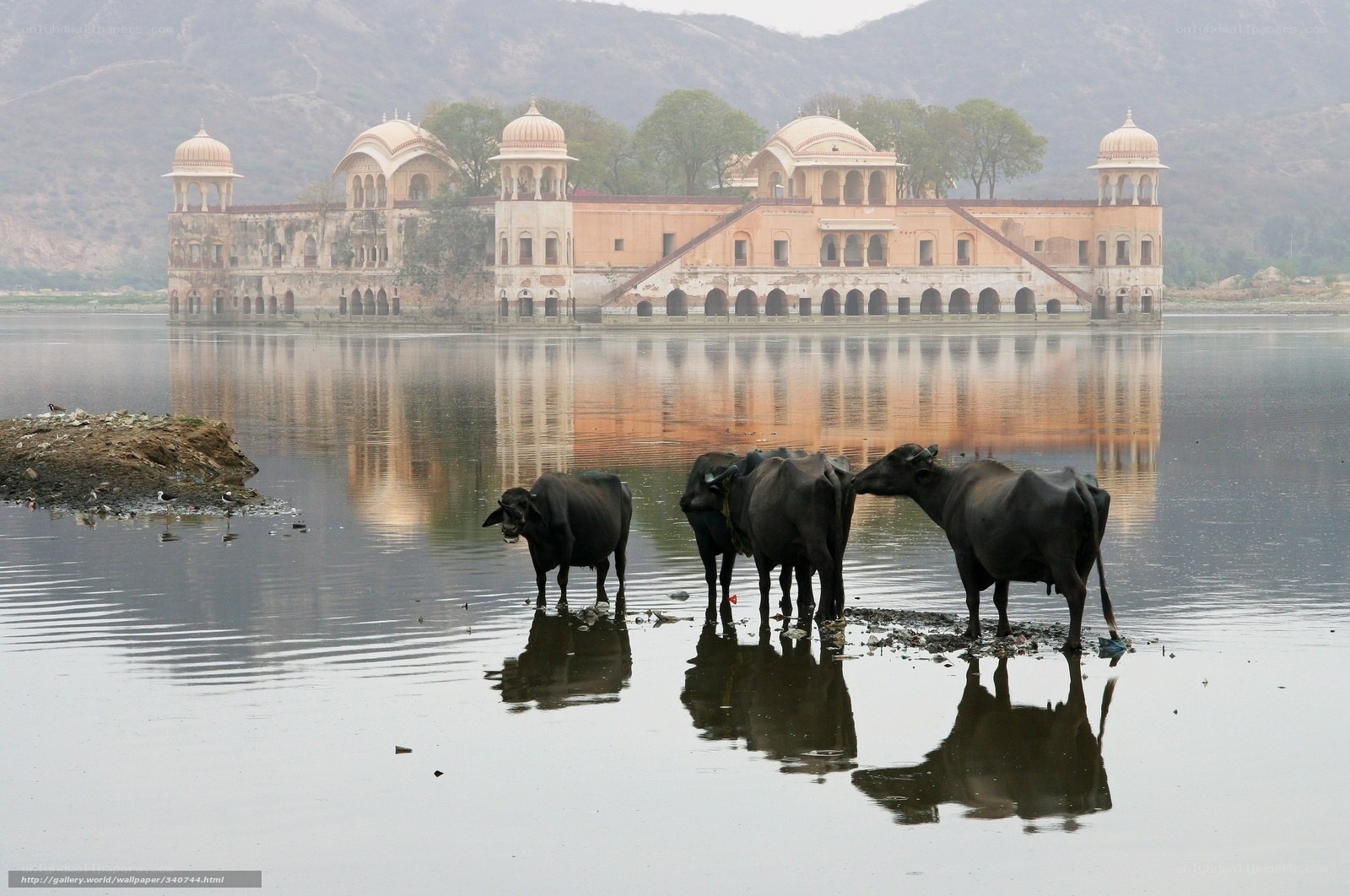 Bulls at a historic palace