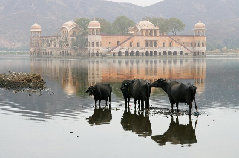 Bulls at a palace lake