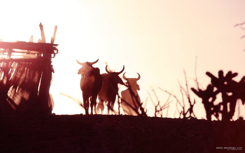 Bulls at sunset silhouette