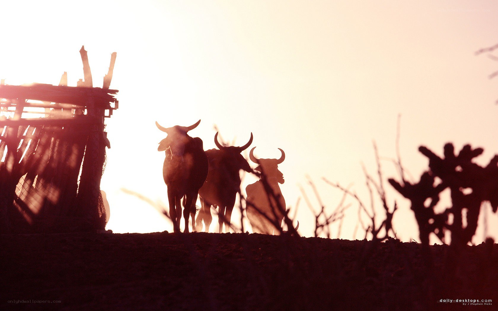 Bulls at sunset silhouette