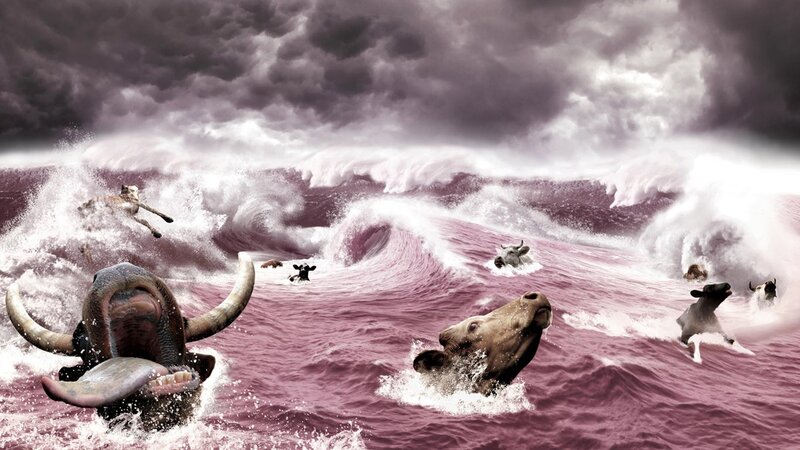 Bulls in Stormy Sea