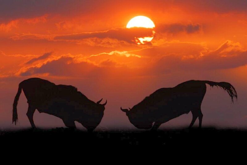 Bulls silhouetted at sunset