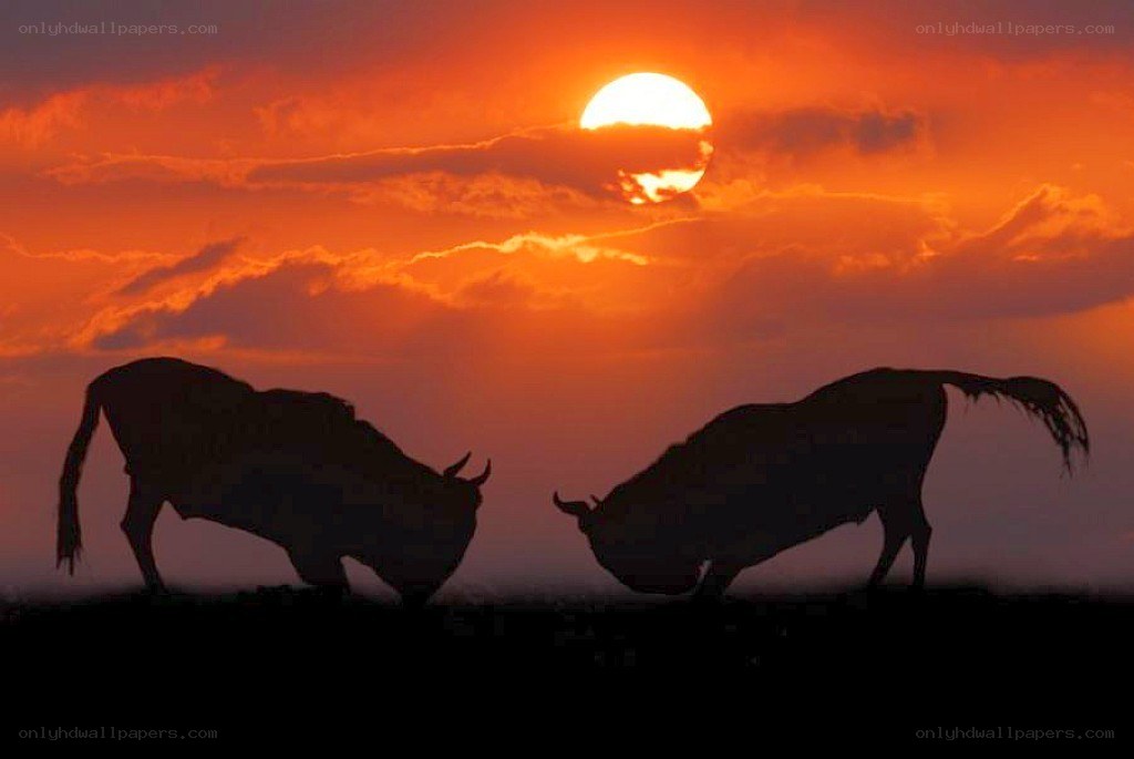 Bulls silhouetted at sunset
