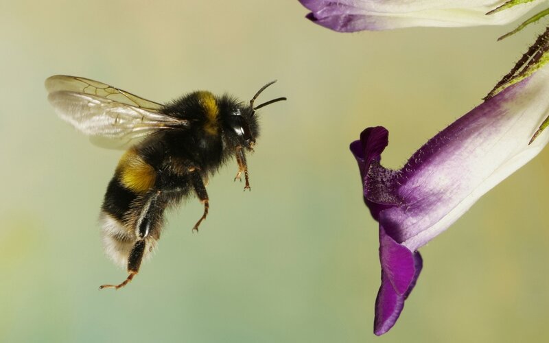 Bumblebee Approaching Flower — Purple