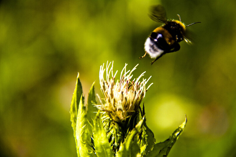 Bumblebee Approaching Flower