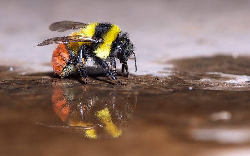 Bumblebee Drinking Water