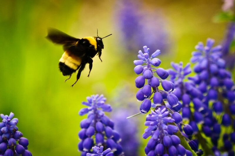 Bumblebee Flying Near Flowers — Purple