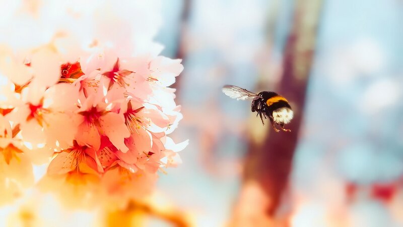 Bumblebee Flying Near Flowers