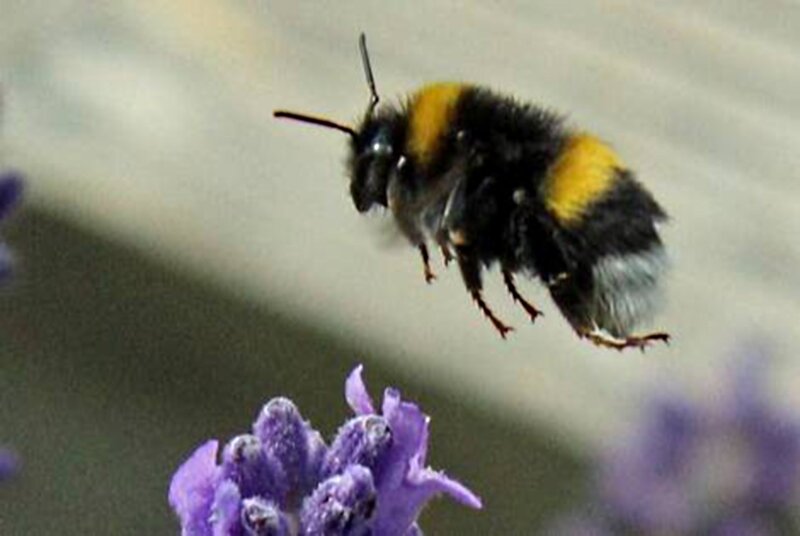 Bumblebee Flying