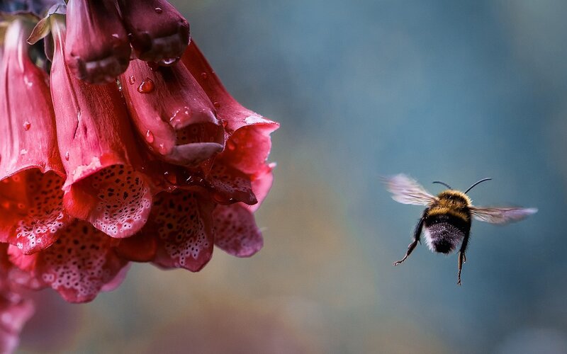 Bumblebee Flying to Flower
