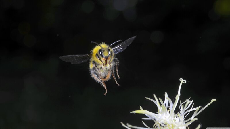 Bumblebee in Flight