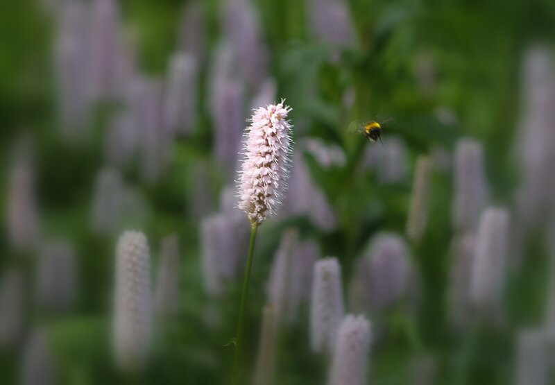 Bumblebee Near Flower