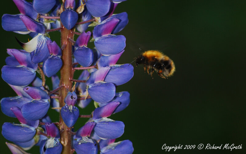 Bumblebee Near Lupine Flower