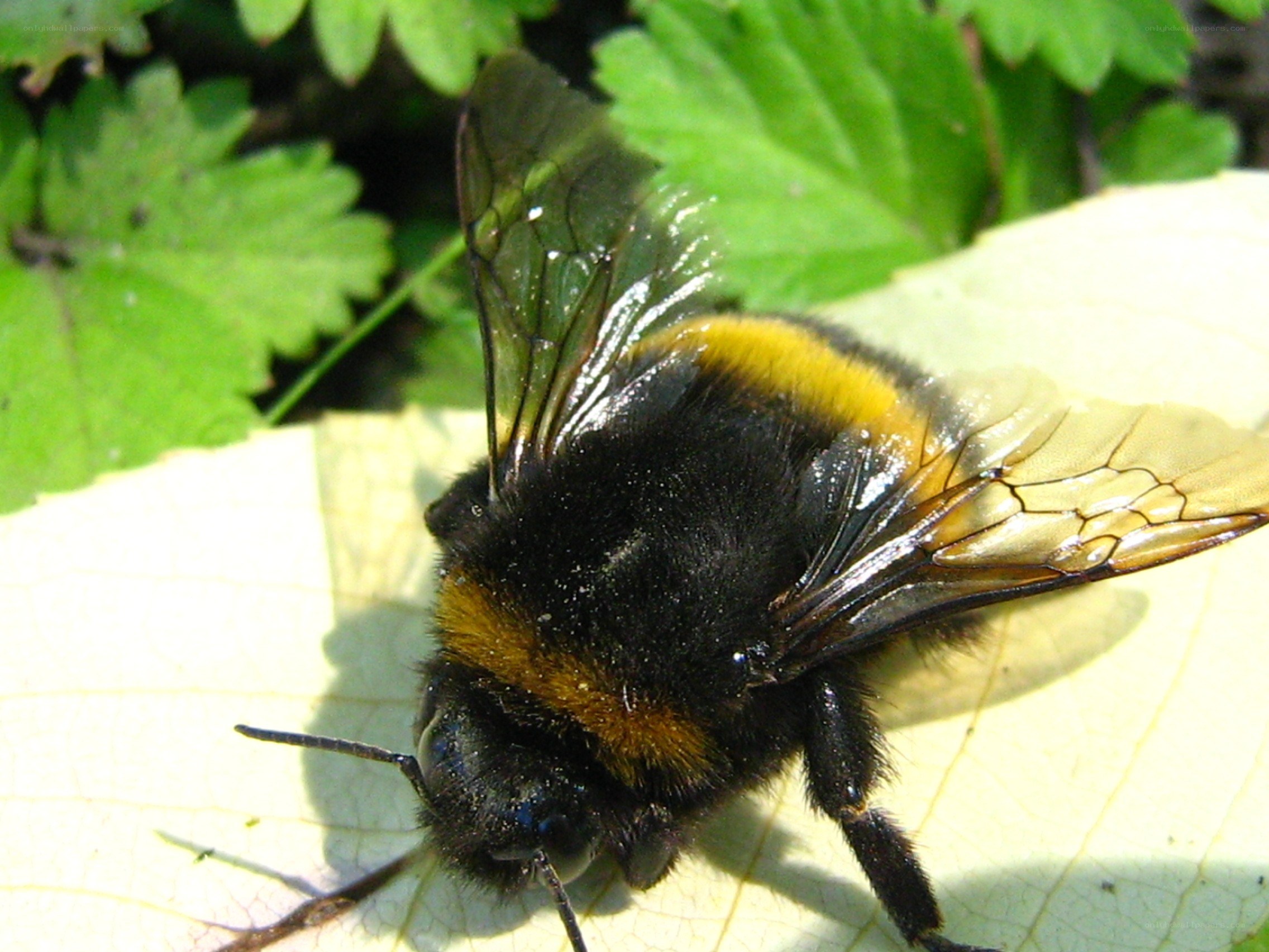 Bumblebee on a leaf