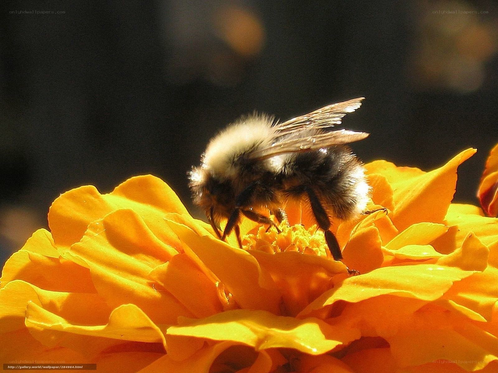 Bumblebee on a marigold flower