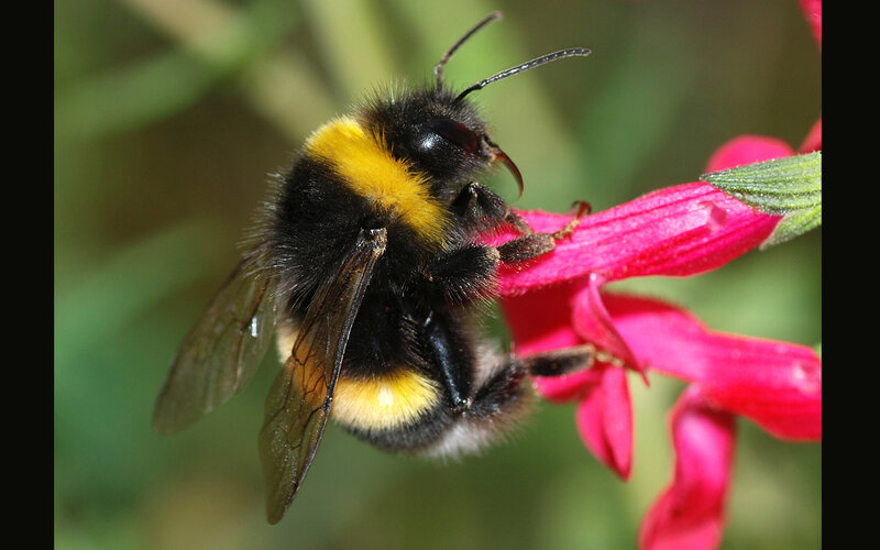 Bumblebee on a red flower