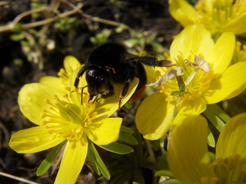 Bumblebee on a yellow flower