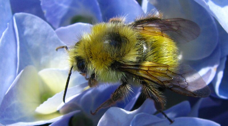 Bumblebee on Blue Flower — Calm