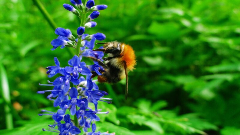 Bumblebee on Blue Flower — Natural