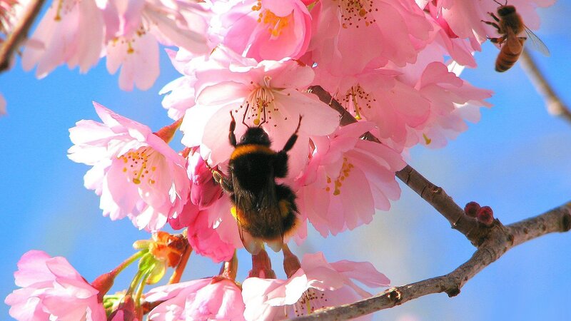 Bumblebee on Cherry Blossoms — Pink, Serene, Spring, Photograph, Bees, Flowers, Branch