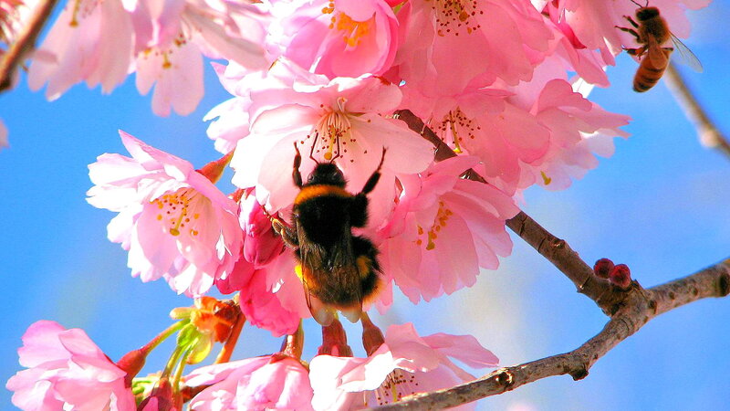 Bumblebee on Cherry Blossoms — Pink, Serene, Spring, Photograph