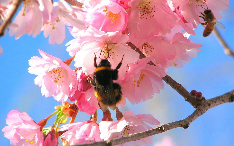 Bumblebee on Cherry Blossoms — Pink, Serene