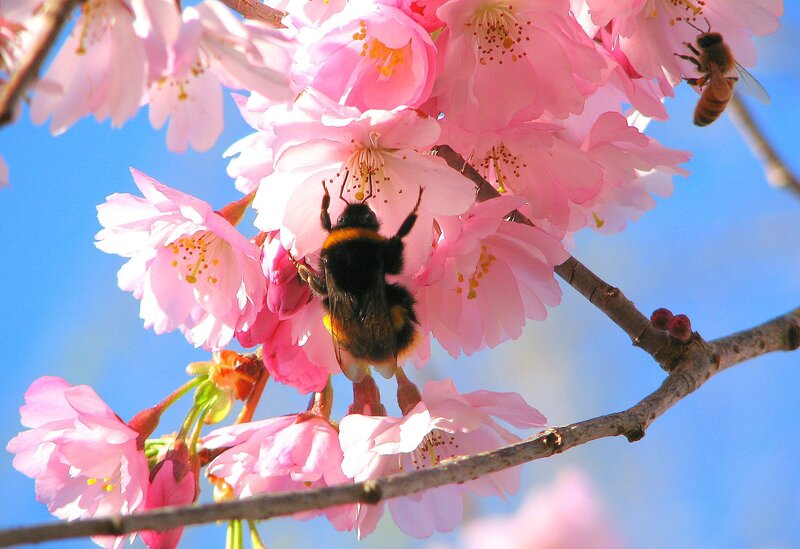 Bumblebee on Cherry Blossoms — Pink