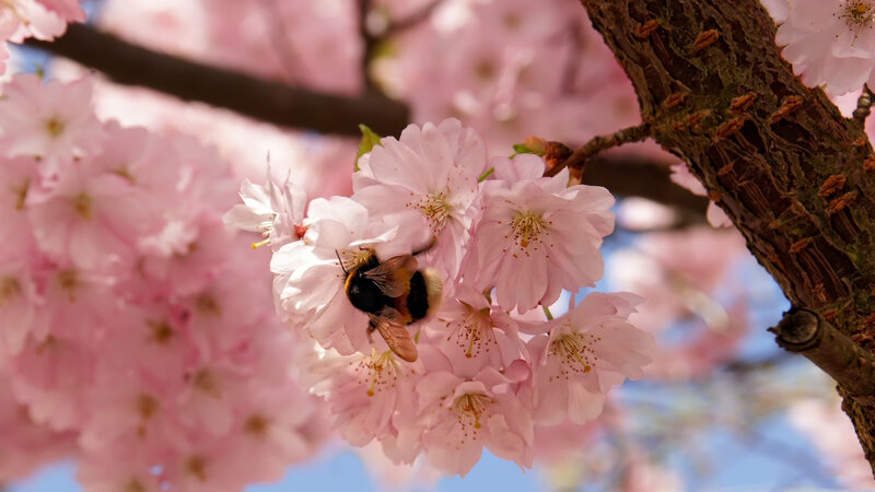 Bumblebee on Cherry Blossoms