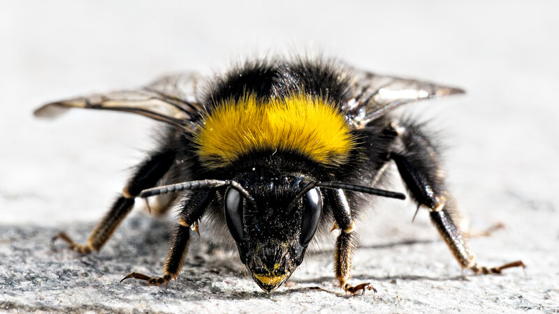 Bumblebee on Concrete