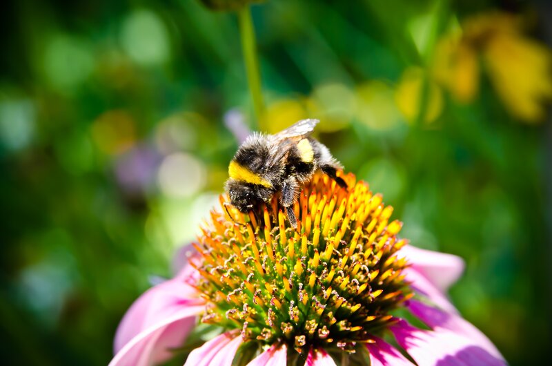 Bumblebee on Coneflower — Pink, Natural, Afternoon