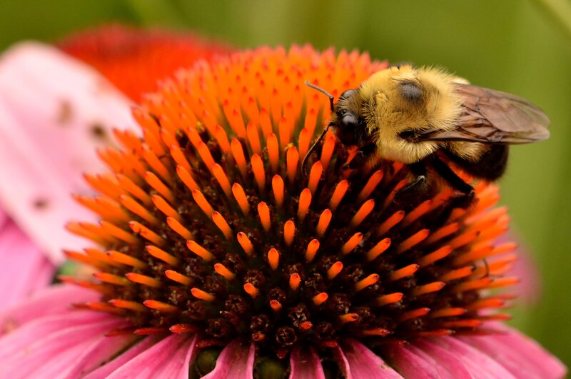 Bumblebee on Coneflower — Pink, Natural
