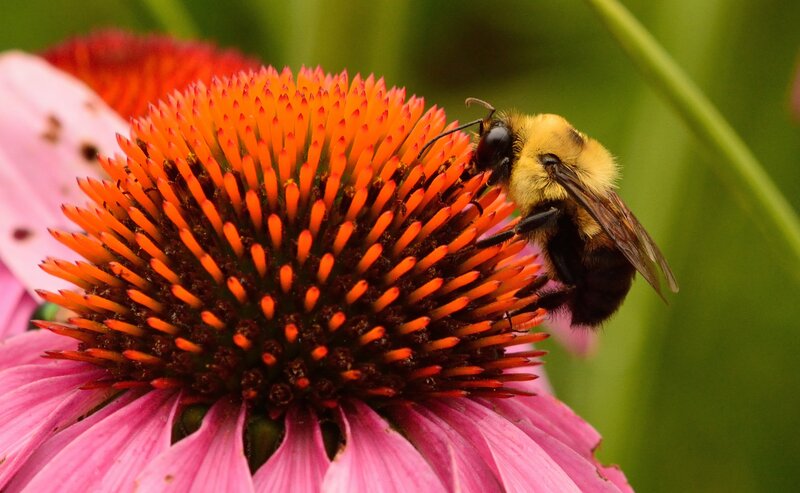Bumblebee on Coneflower — Pink