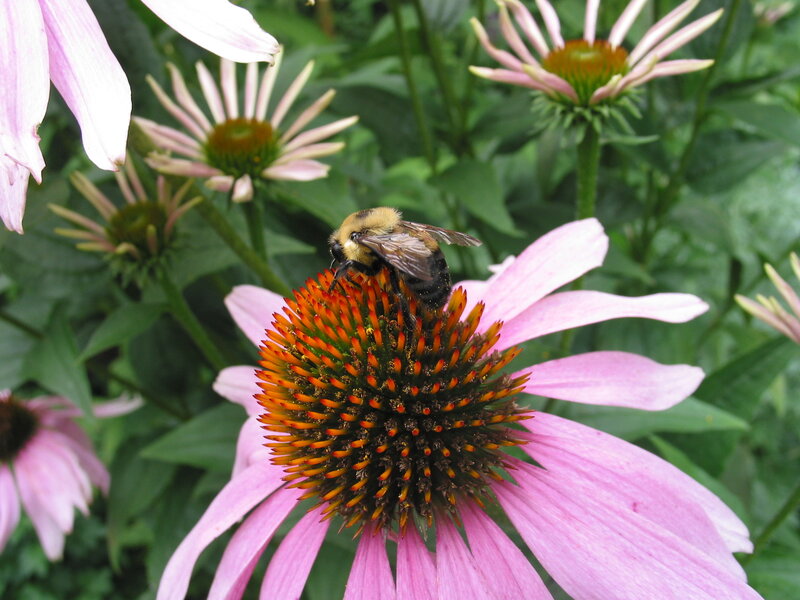 Bumblebee on Coneflower
