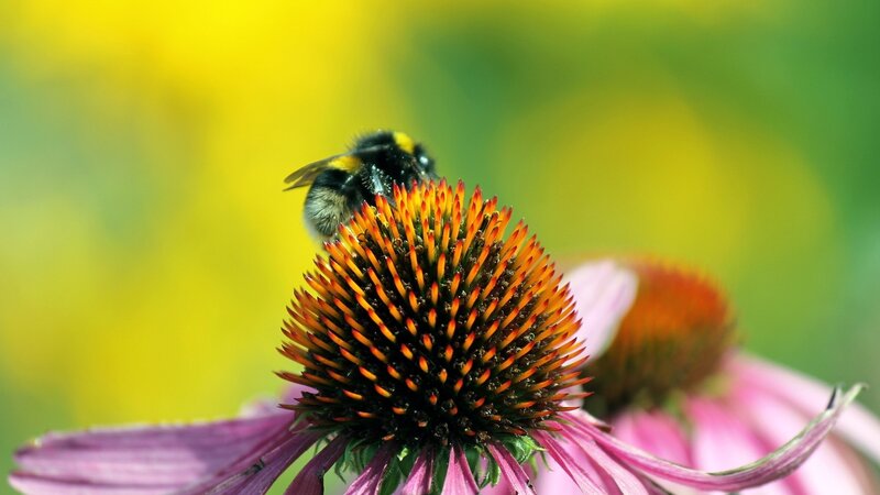 Bumblebee on Coneflower — Yellow