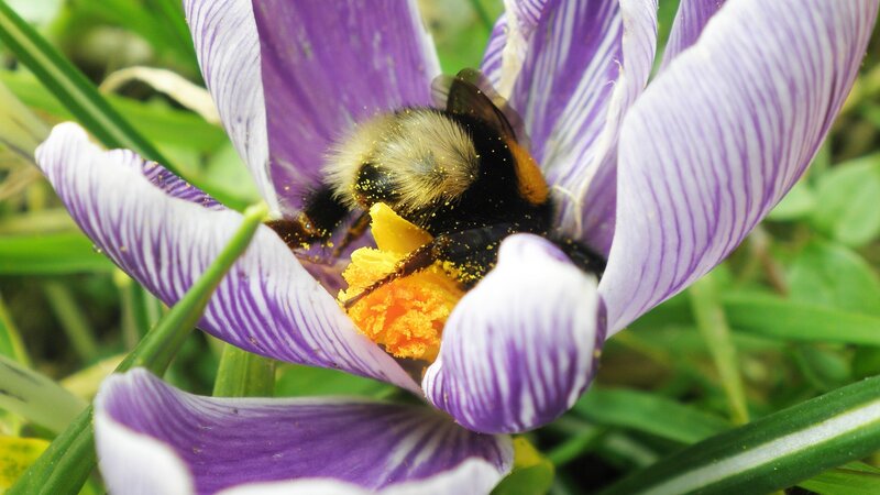 Bumblebee on Crocus Flower — Purple