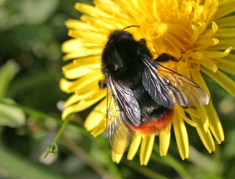 Bumblebee on Dandelion