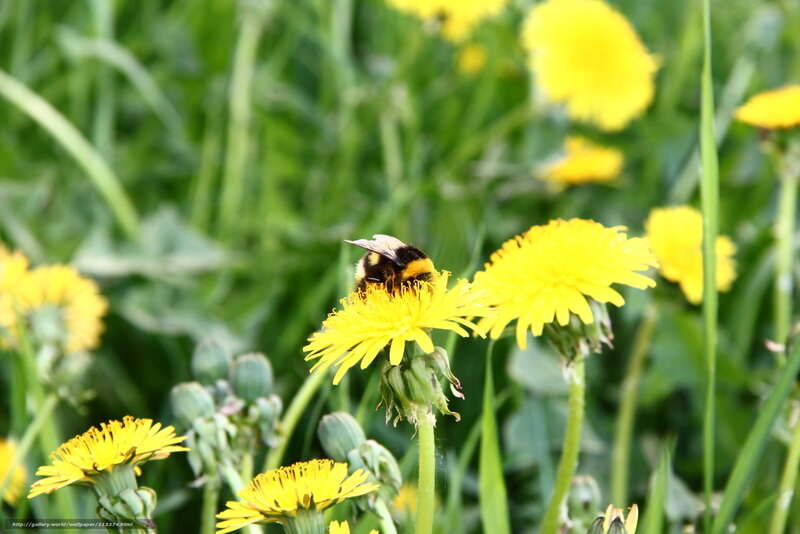 Bumblebee on Dandelion — Yellow, Calm