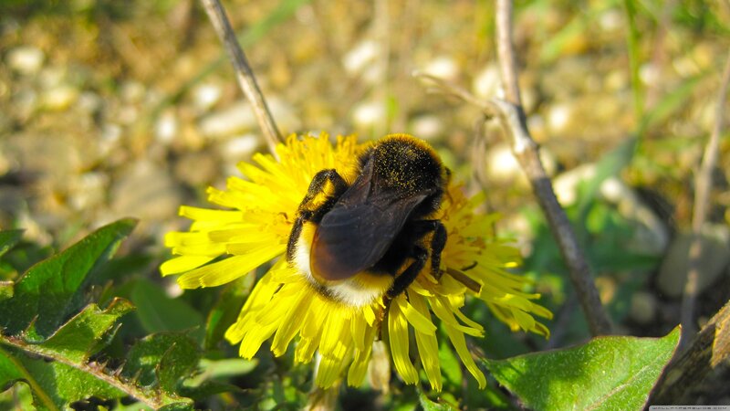 Bumblebee on Dandelion — Yellow