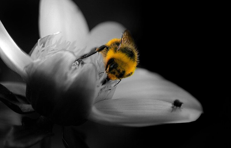 Bumblebee on Flower — Black, Dramatic