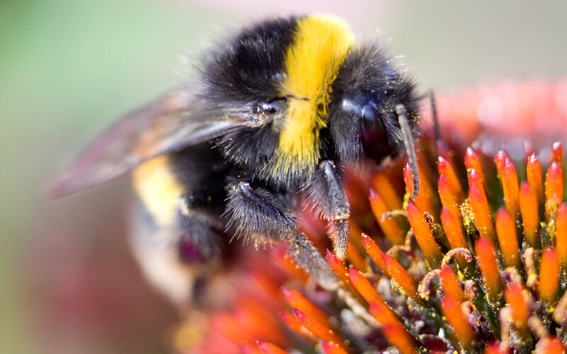Bumblebee on Flower — Black, Natural