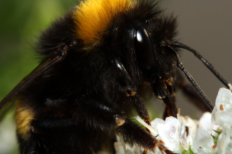 Bumblebee on Flower — Black