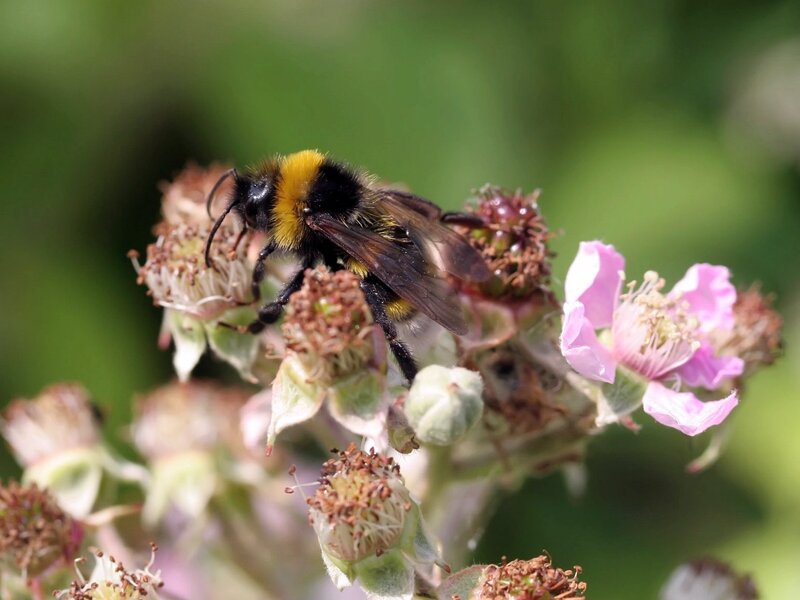 Bumblebee on Flower — Green, Natural
