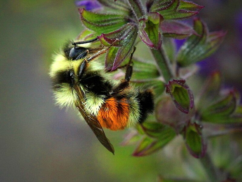 Bumblebee on Flower — Green