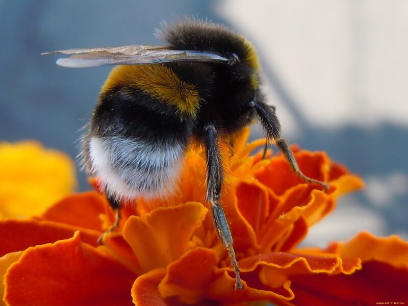 Bumblebee on Flower — Orange, Calm, Afternoon, Photograph