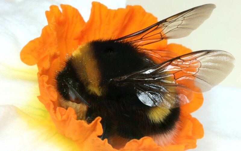 Bumblebee on Flower — Orange, Calm