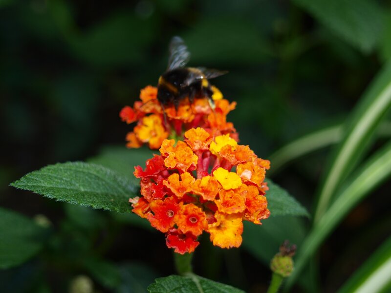 Bumblebee on Flower — Orange, Natural, Afternoon