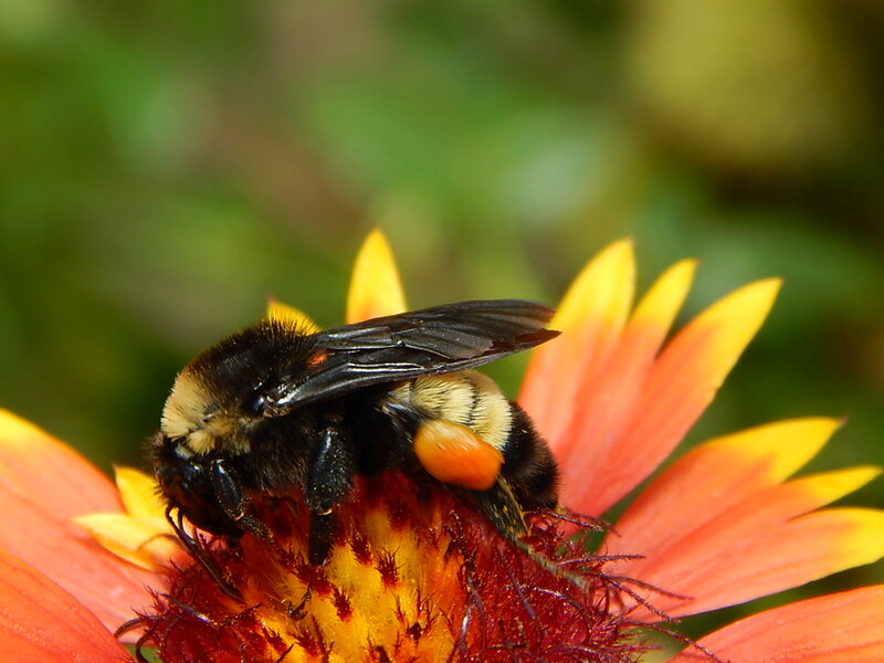 Bumblebee on Flower — Orange