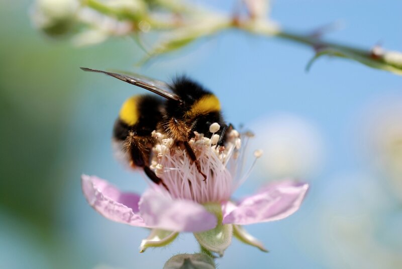 Bumblebee on Flower — Pink, Calm