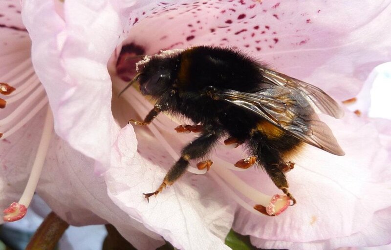 Bumblebee on Flower — Pink