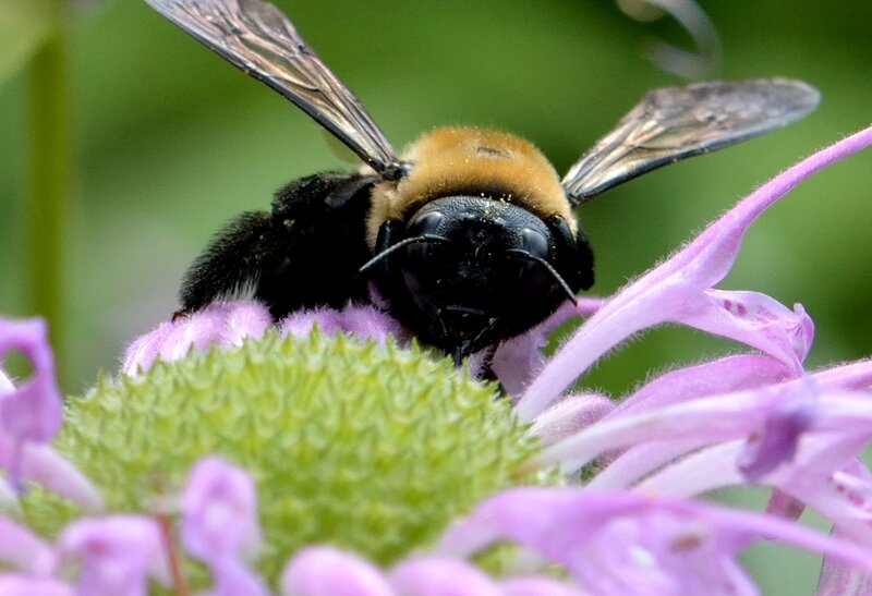 Bumblebee on Flower — Purple, Calm, Summer